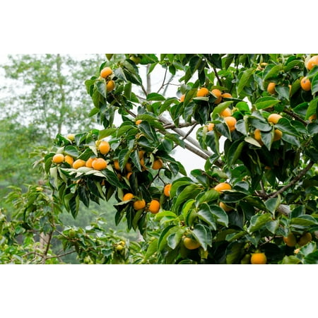 5 Seeds- Japanese Persimmon- nice Ornamental and edible Fruit Tree- Standard - Deck Plant or Container -Rare! Diospyros
