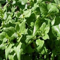 Spinach Seed, New Zealand, Heirloom, Non GMO, 500 Seeds, Tasty Spinach