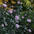 thumbnail image 4 of Heirloom Roses - Le Petit Prince Floribunda Pink Rose Plant - Live Roses Plants, 4 of 5