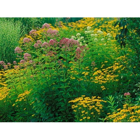 Black-eyed Susans and Sweet Joe-Pye Weed in the Holden Arboretum, Cleveland, Ohio, USA Print Wall Art By Adam