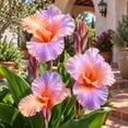 thumbnail image 4 of Canna, Low Maintenance - Ideal for Beds Borders, Plant Pots & Planters, 4 of 6