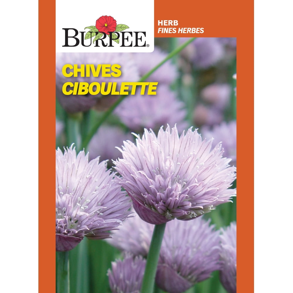 Ciboulette Burpee, Dolores Herb