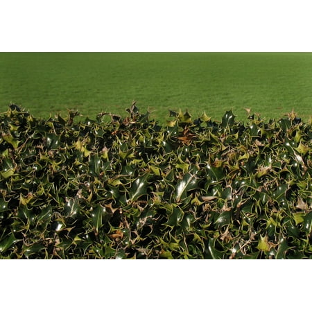 LAMINATED POSTER Green Hedge Fence Pasture Holly Plant Poster Print 24 x