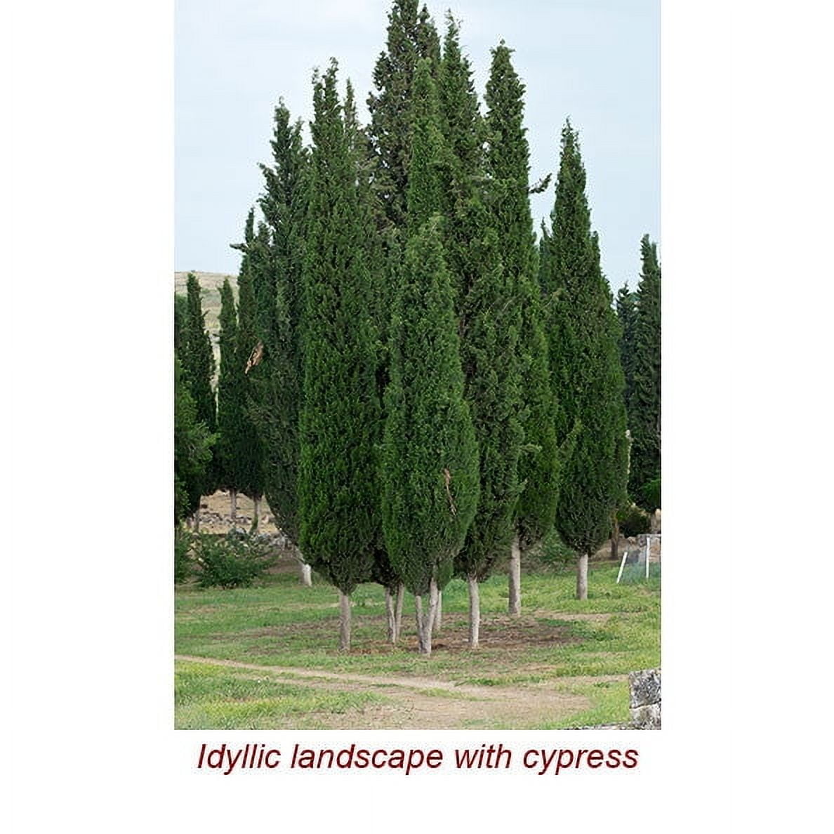 Cypress Essential Oil 15 ml (1/2 fl oz) - 100% Pure and Natural by Silky Scents