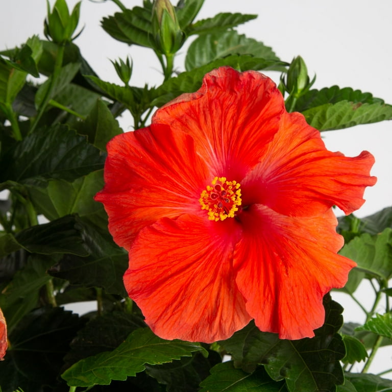 Island Blooms Live Indoor 20in. Tall Hibiscus Plant in 10in