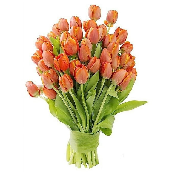 KaBloom OVERNIGHT DELIVERY - - 50 Orange Tulips - Wholesale Fresh Flowers I Gift for Birthday, Anniversary, Thank You, Mother’s Day Fresh Flowers.