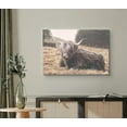 thumbnail image 2 of HFDF Canvas Print Wall Art Shaggy Brown Ox Laying in Farm Field Animals Wilderness Photography Realism Rustic Scenic Relax/Calm Multicolor for Living Room, Bedroom, Office 10x8inch Framed, 2 of 5