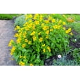 thumbnail image 2 of Seedville 250 Monkey/ Mimulus x Grandiflorus Flower Seed, 2 of 11