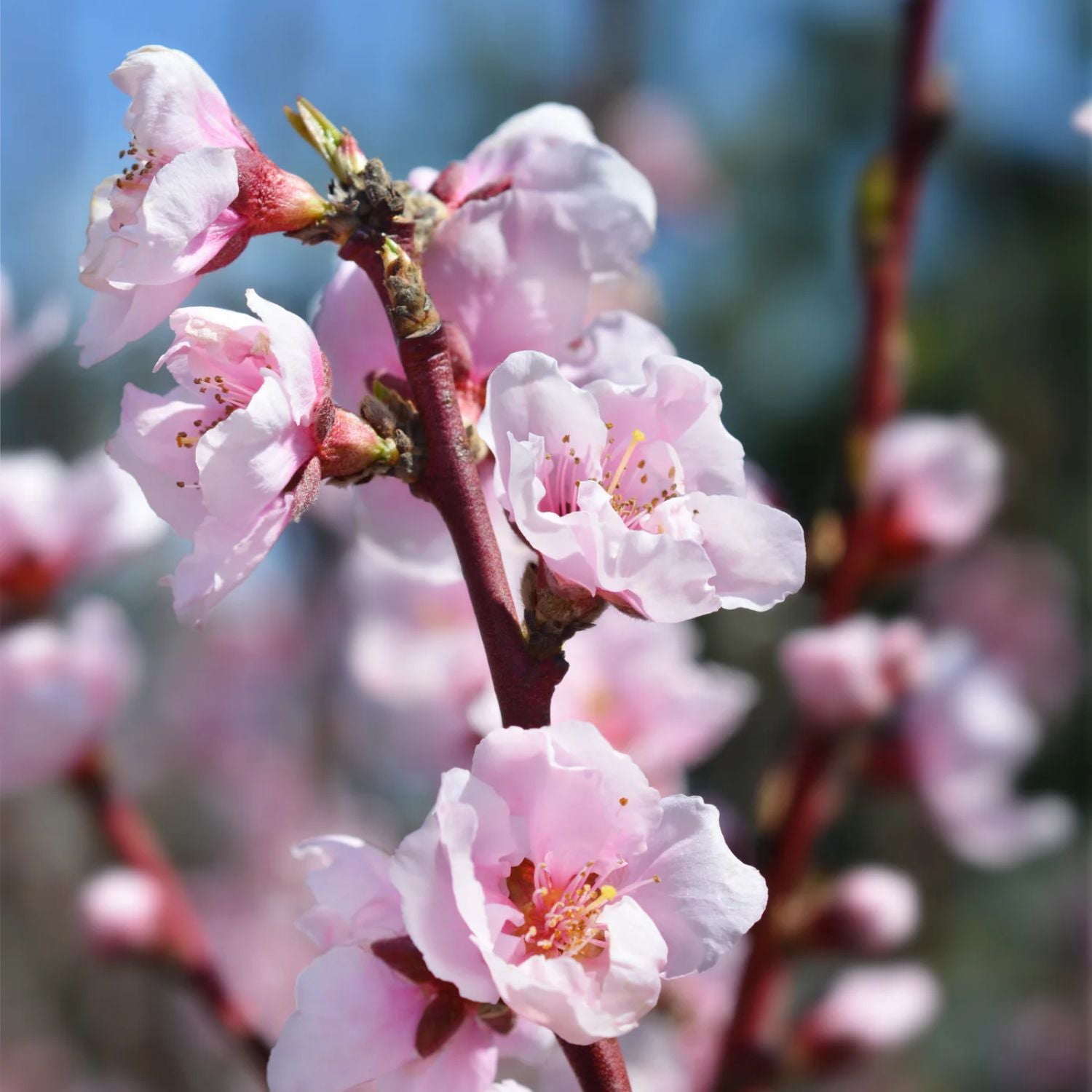 Expert Gardener 1-2 ft. tall Donut Peach Live Tree in 1-Gallon Grower Pot
