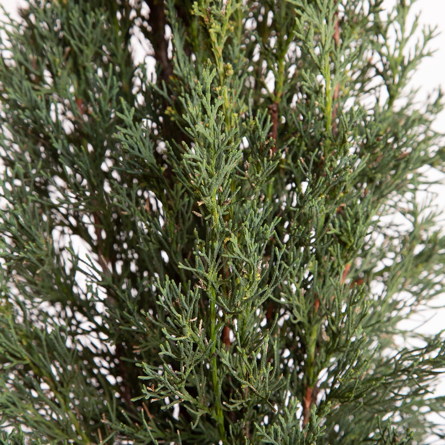 Expert Gardener Italian Cypress (2.5 Gallon) Narrow and Upright Evergreen Tree - Full Sun Live Outdoor Plant