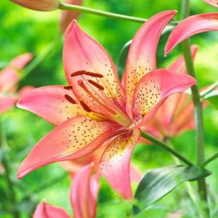 Lilium asiaticum 'Trogon'–Trogon Asiatic Lily–Vibrant Blooms for Gardens 1 Gallon