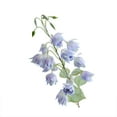 thumbnail image 2 of Artificial Campanula Silk Flowers with Eucalyptus Leaves Home Wedding Decor 15 Heads - Long Lasting Beauty Multiple Scene Decoration(Blue), 2 of 3