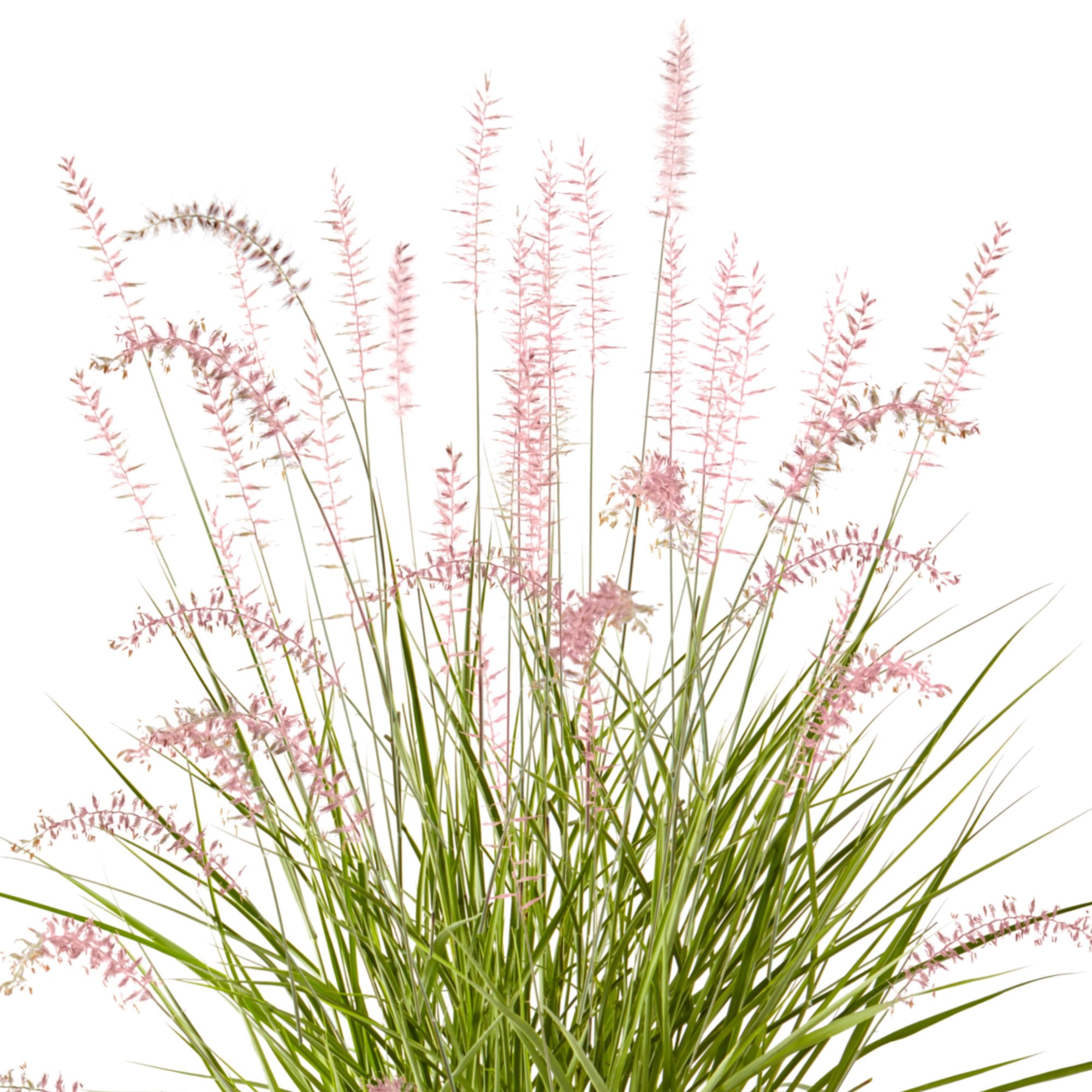 Karley Rose Fountain Grass Live Plant (2.25 Gallon)