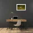 thumbnail image 3 of Gavra, Assaf 18x13 White Modern Wood Framed Museum Art Print Titled - Caribou In Grass Land, 3 of 4