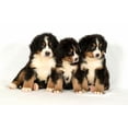 thumbnail image 2 of Bernese Mountain 40 Days Wall Decal by Wallmonkeys Peel and Stick Graphic (48 in W x 31 in H) WM314186, 2 of 4