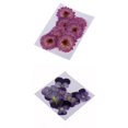 thumbnail image 1 of 22 Unids de Flores Prensadas de Margarita Compatible Accesorios para Decoración de Cajas de Teléfono, 1 of 9