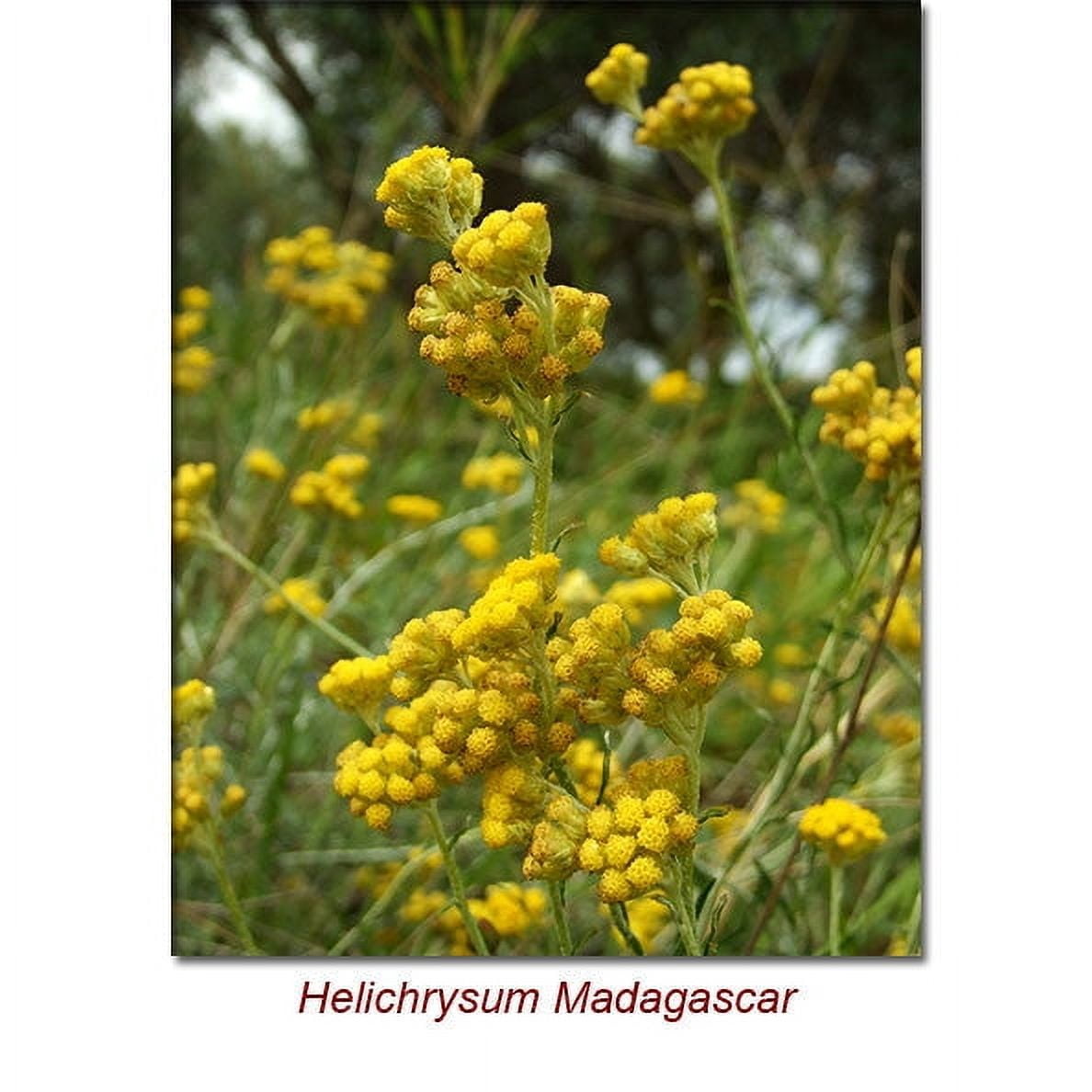 Helichrysum Gymnocephalum (Madagascar) Wild Crafted Essential Oil 5 ml (1/6 fl oz) - 100% Pure and Natural by Silky Scents
