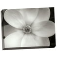 thumbnail image 2 of Gango Home Decor Magnolia II by Jim Christensen (Ready to Hang); One 24x18in Hand-Stretched Canvas, 2 of 4