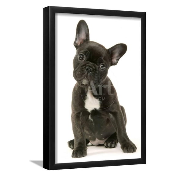 French Bulldog Puppy, Animals Framed Art Print Wall Art Sold by Art.Com