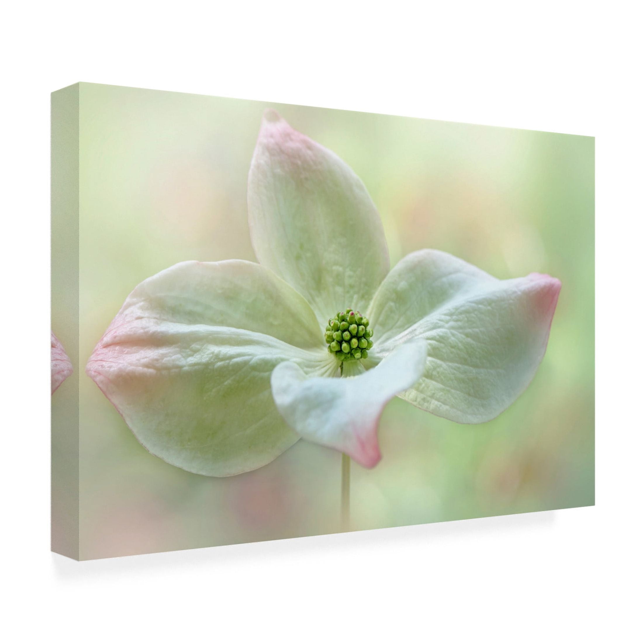 Canvas Wall Art - Jacky Parker 'Cornus Kousa' Wall Art for Living Room, Bedroom, or Office D?cor by Trademark Fine Art - 47 x 30 Inches