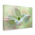 thumbnail image 2 of Canvas Wall Art - Jacky Parker 'Cornus Kousa' Wall Art for Living Room, Bedroom, or Office D?cor by Trademark Fine Art - 32 x 22 Inches, 2 of 4