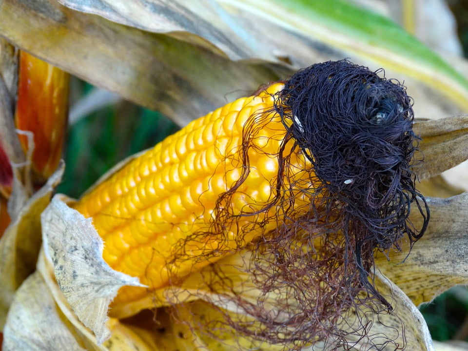 Framed Art for Your Wall Hair Corn On The Cob Corn Hair Corn On The Cob Hair 10x13 Frame