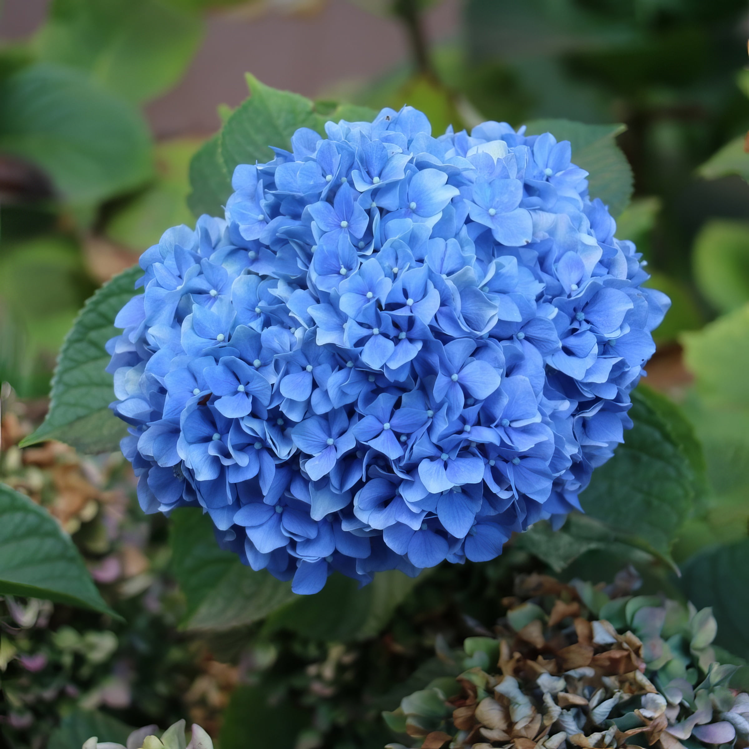 1 gal Hydrangea '3N1' Live Perennial Shrub with Partial Sunlight