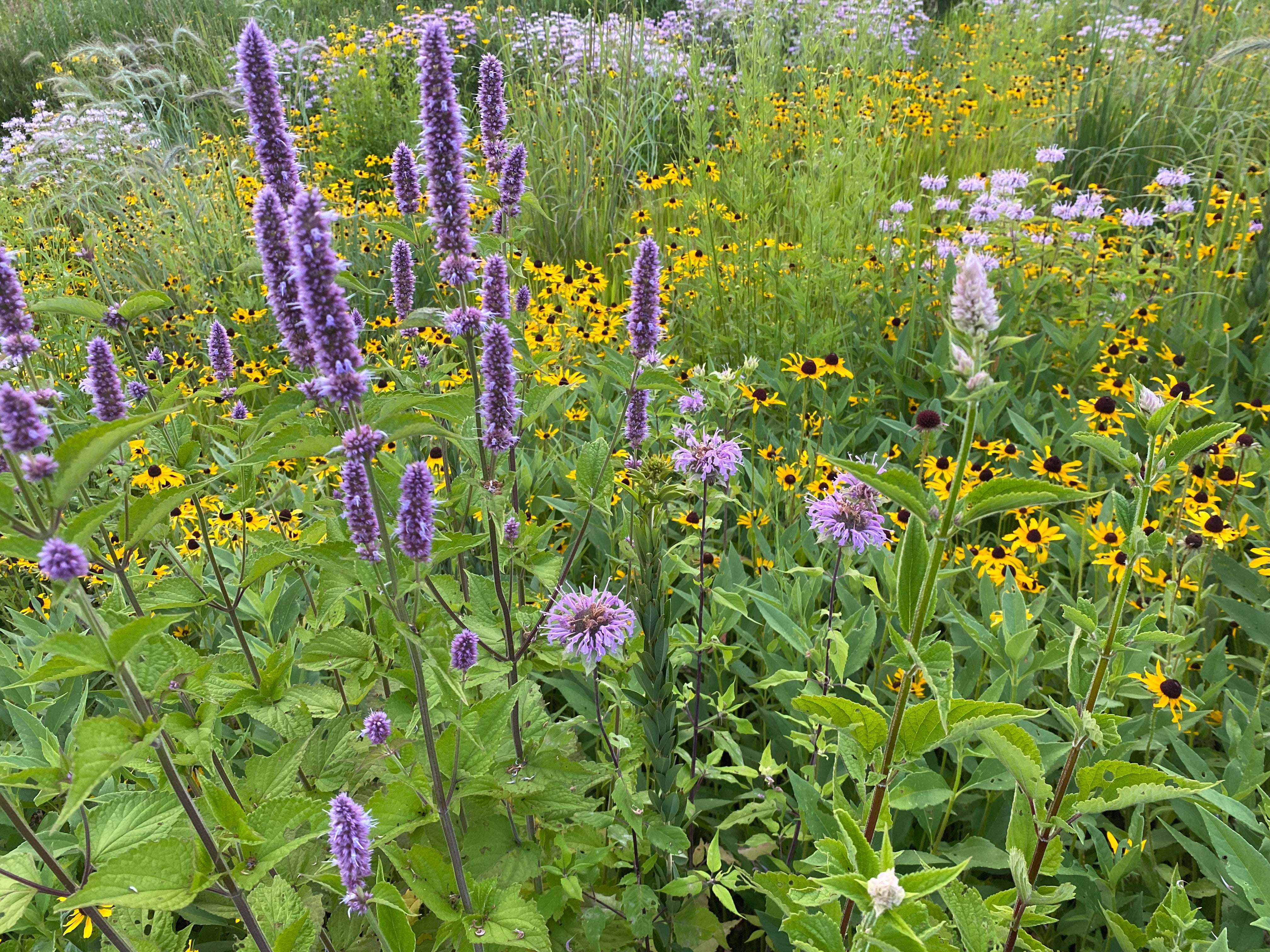 Hale Habitat & Seed Native Grass & Wildflower Seed Refuge, Wildlife & Pollinator Seed Mix, 1/4 Acre