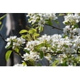 thumbnail image 2 of 20 SASKATOON SERVICEBERRY aka Western, Pacific, Juneberry, Shadbush Amelanchier Alnifolia Native Edible Purple Berry Fruit White Flower Shrub Seeds, 2 of 11