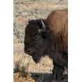 thumbnail image 2 of Hopkins, Cindy Miller 11x14 Black Ornate Wood Framed with Double Matting Museum Art Print Titled - USA-Wyoming-Yellowstone National Park-Lamar Valley-Male American bison, 2 of 4