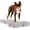 Gray, variant on Blue-9 Propel Air Platform Kit, Professionally Designed Dog Training Accessories and Pet Products, 2-Pack, Turquoise
