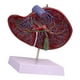 thumbnail image 5 of Modelo de vesícula biliar humana, modelo anatómico de órgano interno, herramienta didáctica práctica e intuitiva para profesionales de salud., 5 of 9