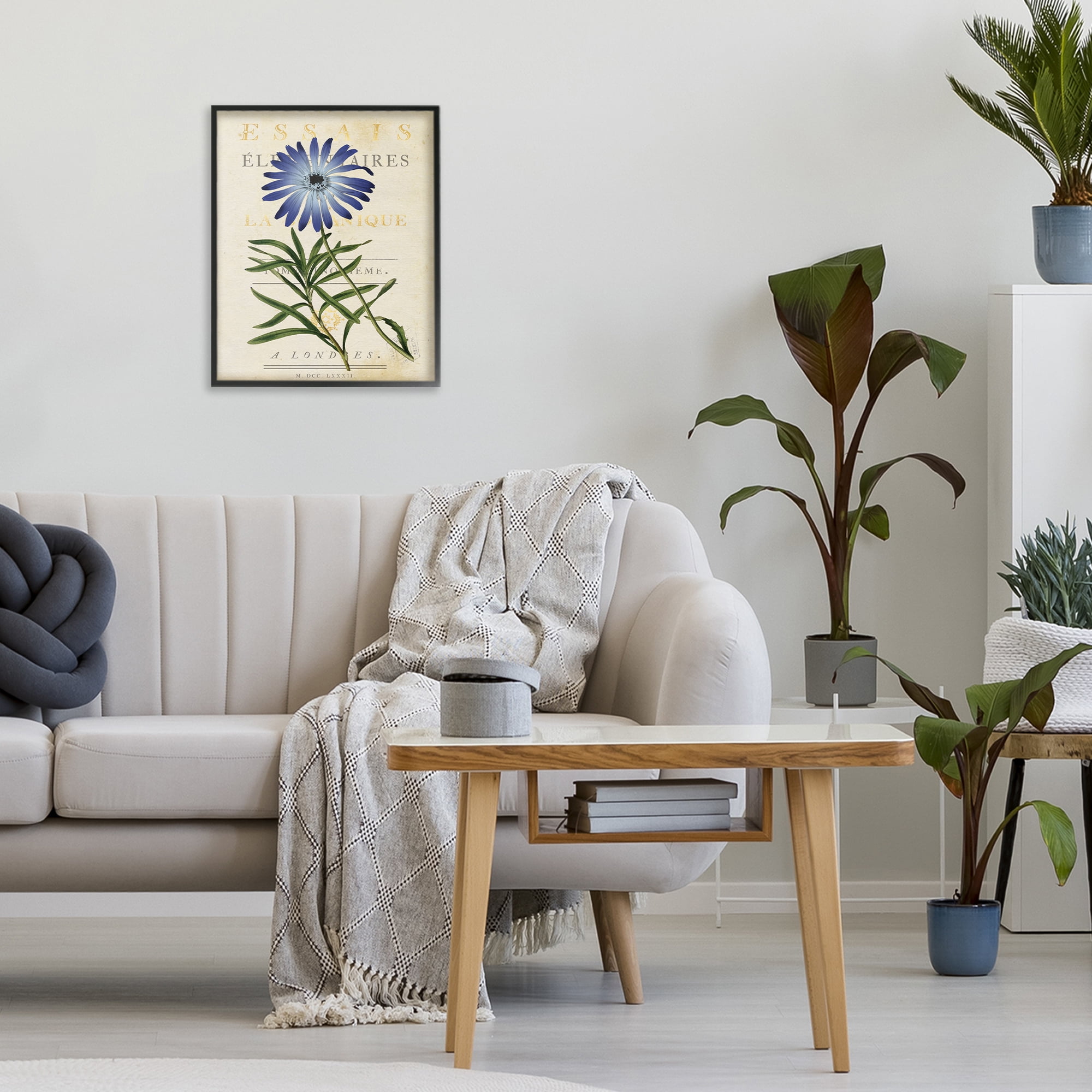 Stupell Industries Natural Botany Daisy Black Framed Giclee Art, design by Susan Arnot