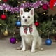 thumbnail image 2 of Collar de Perro Navideño ADOGGYGO con Pajarita Verde a Cuadros Ajustable Talla S, 2 of 4