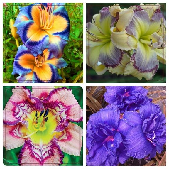 Daylily-Ornamental Blooms Simple to Grow Premium Garden Stakes Attractive Exquisite