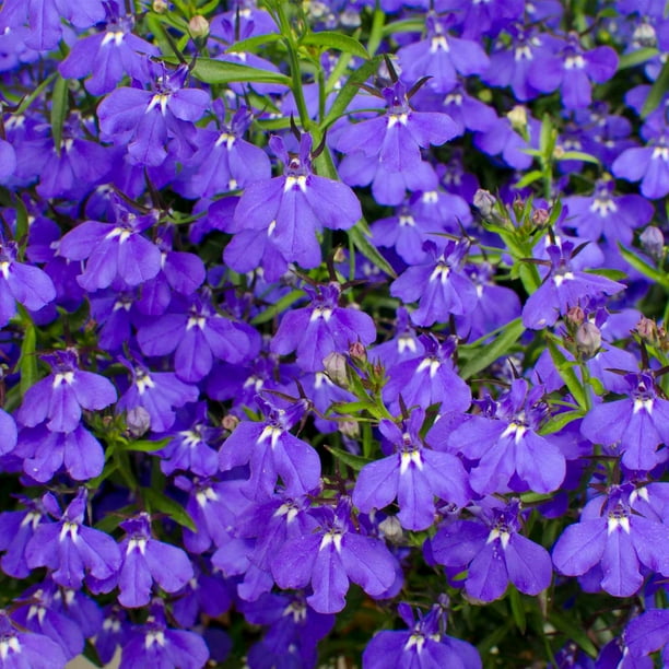 Lobelia Flower Garden Seeds Palace Series, Blue 1000 Seeds Upright, Annual Flower