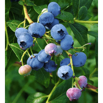 Emerald Blueberry Plant Live for Planting, Sweet Blueberries Fruit Seedlings for Garden 4 to 6 Inch Tall - Dormant in Winter