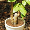thumbnail image 6 of ZeeDix 4 Pack 16 x 118in Natural Coco Liner Roll for Flower Pot Basket Liner, Garden Decoration, Pet Pad Reptile Carpet, 6 of 7