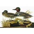 thumbnail image 2 of Audubon Teal. Ngreen-Winged Teal. Engraving After John James Audubon For His 'Birds Of America ' 1827-38., 2 of 4