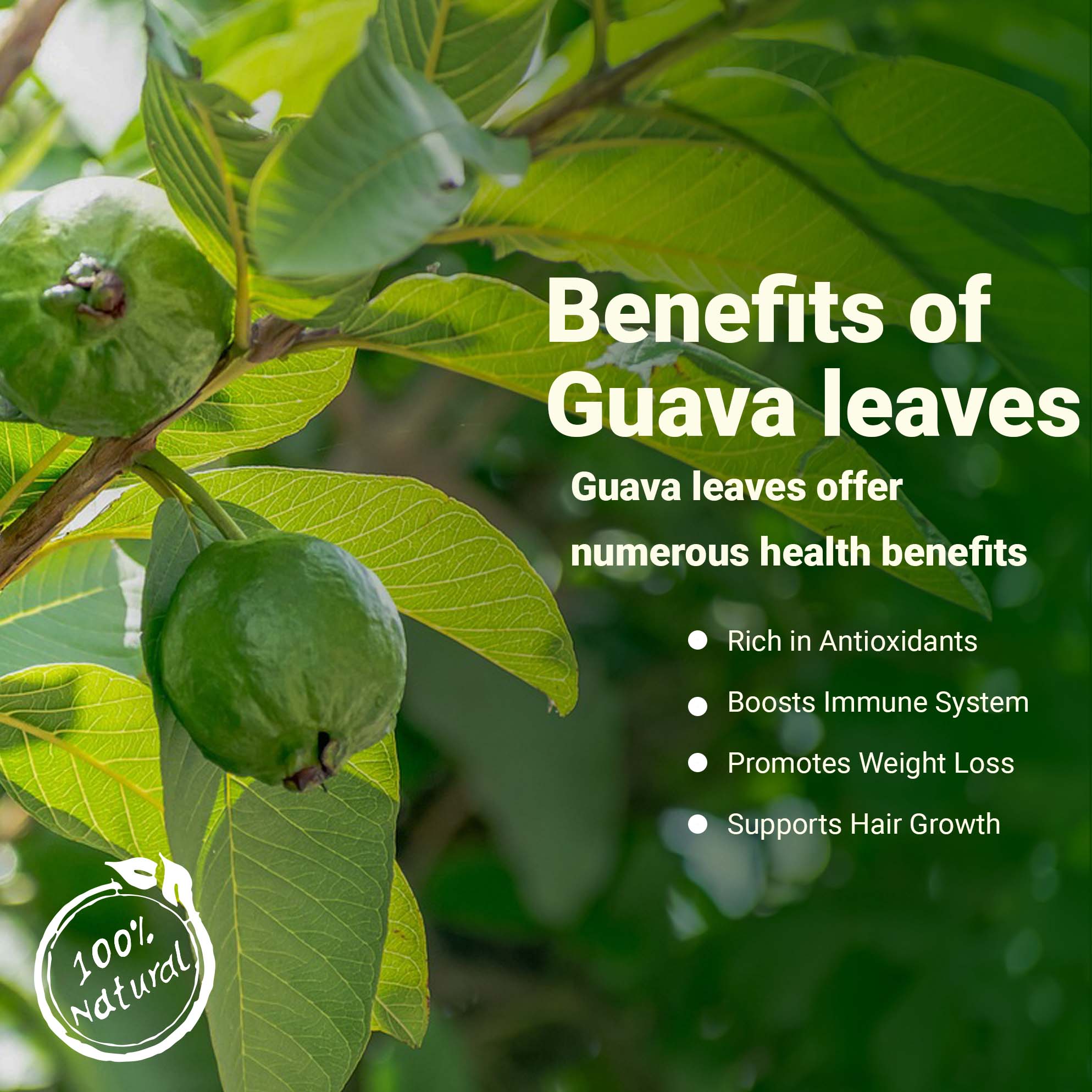 Boiled Guava Leaves Benefits