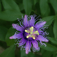 thumbnail image 3 of Purple Passion Flower Vine Plant for Outdoor Garden 3 to 6 Inch Tall, 3 of 6