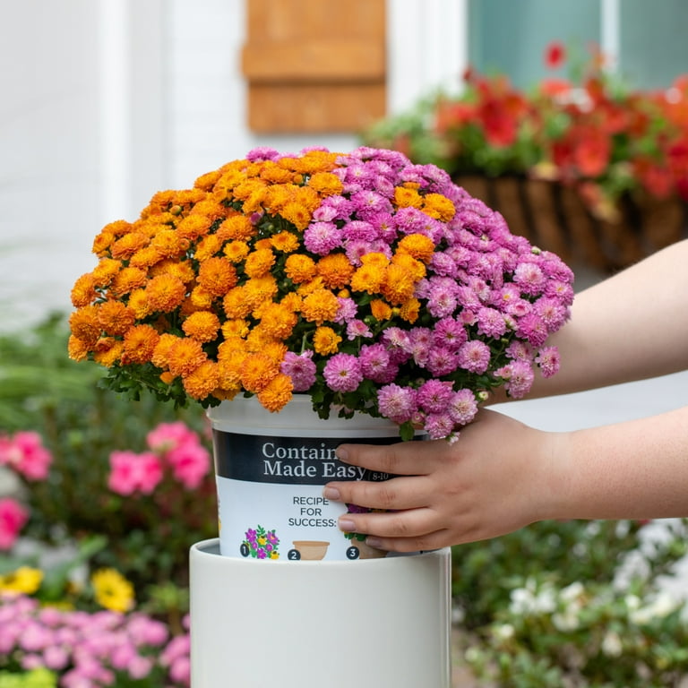 Containers Made Easy 3QT Orange Purple Hardy Chrysanthemum Live