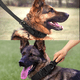 thumbnail image 3 of Collar Y Cuerda Para Perros Caqui Malubero talla Mediana, 3 of 5