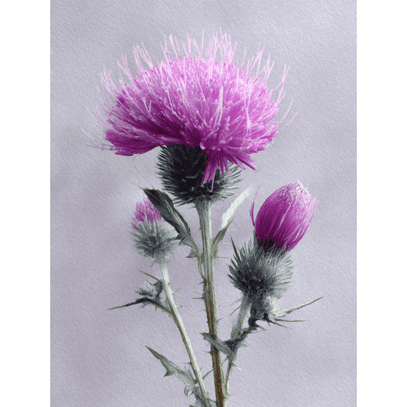 Purple Thistle Flower Botanical Wall Art Canvas Print, Living Room Bedroom Office Home Decor