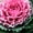 Pink, variant on Dynasty Series Osaka Flowering Cabbage Garden Seed - White - 1000 Seeds - Non-GMO Vegetable Gardening Seeds - Brassica oleracea