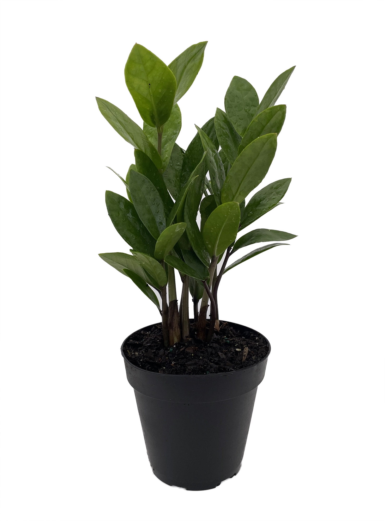 United Nursery Live ZZ Plant 12-16 inches Tall in 6-inch Grower Pot Indoor  Low Light - Walmart.com