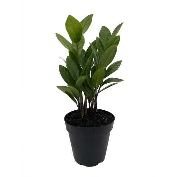 Rare ZZ Plant - Zamioculcas zamiifolia - 4" Pot - Best House Plant in the World