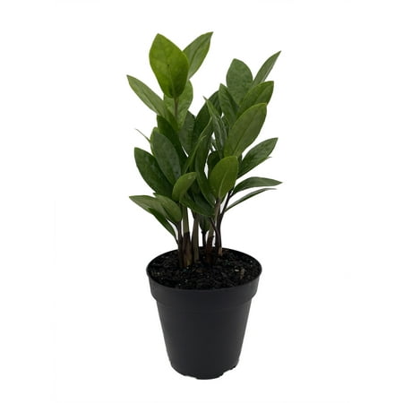 Rare ZZ Plant - Zamioculcas zamiifolia - Easy to Grow House Plant - 4" Pot