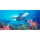 Biggies WM-SRF-54 – Papiers Peints Récif de Requin – image 1 sur 1