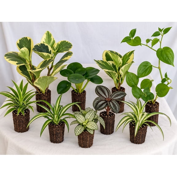 Pet-Friendly Houseplant 6-Pack – Assorted Live Indoor Plants – Rooted Starter Plants